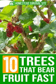 the top 10 trees that bear fruit fast