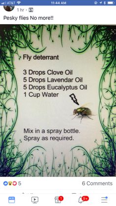 Homemade Fly Spray, Bug Spray Recipe, Fly Spray, Oil Remedies, Essential Oil Diffuser Blends, Doterra Oils, Oil Diffuser Blends, Oil Uses, Aromatherapy Oils