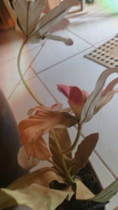 a vase filled with flowers on top of a tiled floor