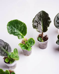 several potted plants with green and white leaves