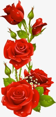 three red roses with green leaves and water droplets on them, in front of a white background