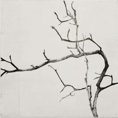 a black and white photo of a tree without leaves