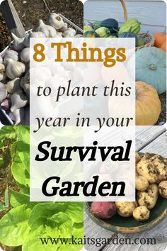 several different types of vegetables with the words 8 things to plant this year in your survival garden