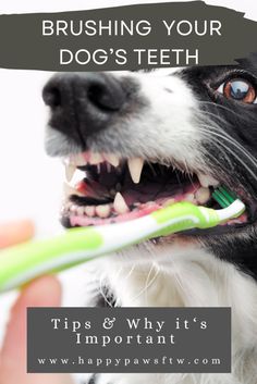 a black and white dog brushing its teeth with a green toothbrush in it's mouth