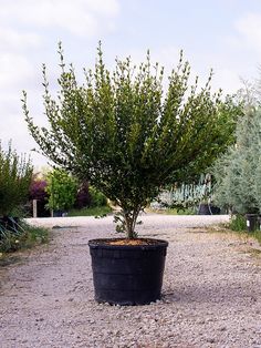 a potted plant in the middle of a gravel road with trees and bushes behind it