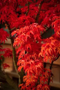 red leaves on a tree in front of a building