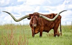 a bull with long horns standing in the grass