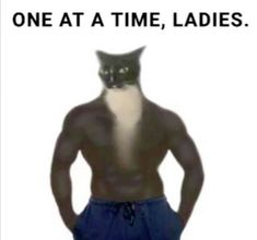 a black and white cat standing in front of a man's torso with the caption one at a time, ladies