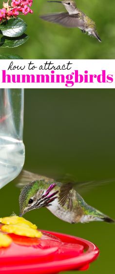 hummingbirds feeding from a bird feeder with text overlay reading how to attract hummingbirds