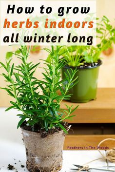 two potted plants with text overlay how to grow herbs indoors all winter long