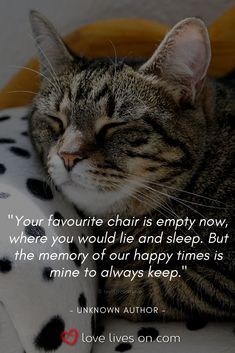 a cat laying on top of a pillow next to a quote from unknown love lives on com