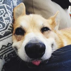 a close up of a dog laying on a person's lap with its tongue hanging out