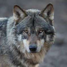 a wolf looking at the camera with an intense look on his face