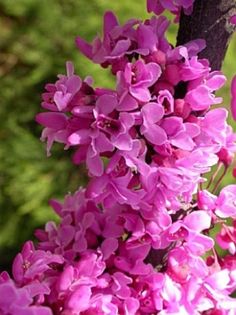 purple flowers are blooming on a tree