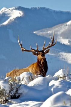 an elk with large antlers standing in the snow