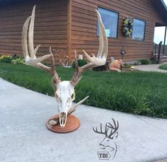 a deer skull with large antlers on top of a wooden stand in front of a house