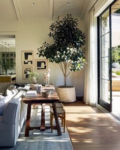 a living room filled with furniture and a potted tree