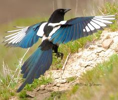 a black and white bird with its wings spread out on the side of a hill