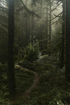 black and white photograph of a path in the woods with trees on both sides, surrounded by fog