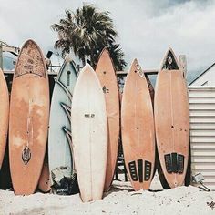 several surfboards are lined up against a wall in the sand near a palm tree