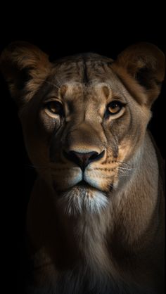 a close up shot of a lion in the dark with its eyes wide open and looking straight ahead