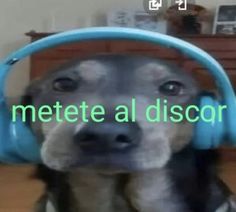 a dog wearing headphones with the words mette al discor written on it