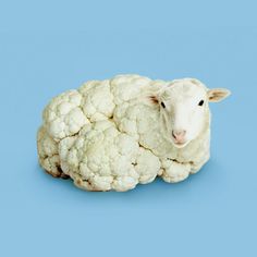 a sheep laying down next to cauliflower on a blue background