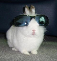 a small white rabbit wearing sunglasses on top of it's head and looking at the camera