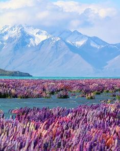 the mountains are covered in purple flowers and snow - capped peaks behind them on a sunny day