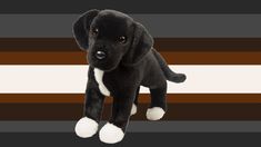 a black puppy with white paws is standing in front of a striped background and has his head turned to the side