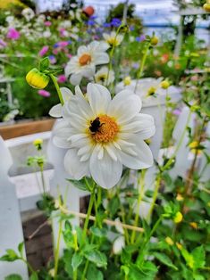 a white flower with a yellow center surrounded by other flowers