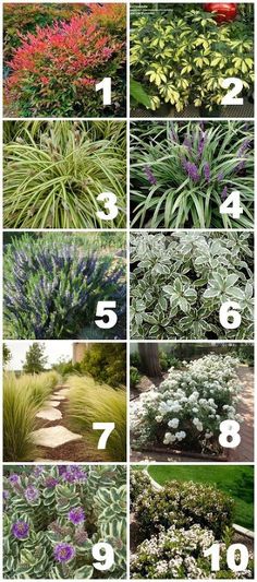 different types of plants and flowers in the garden with numbers for each plant to grow