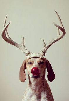 a dog with antlers on it's head wearing a red nose