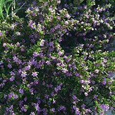 purple flowers are blooming in the garden