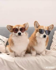 two corgi dogs wearing sunglasses sitting on a couch with a pillow in front of them