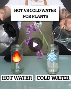 a person pouring water into mason jars with flowers in them and the caption hot vs cold water for plants