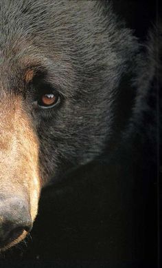 a large black bear with brown eyes looking at the camera