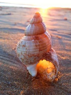 a sea shell on the beach at sunset