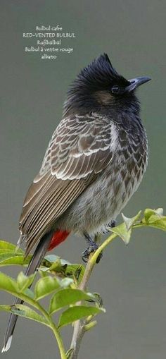 a small bird sitting on top of a leafy branch