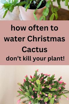 a potted plant sitting on top of a table next to a sign that says how often to water christmas cactuses don't kill your plant