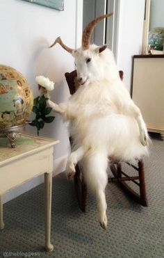 a goat is sitting in a rocking chair with its legs spread out and it's mouth open