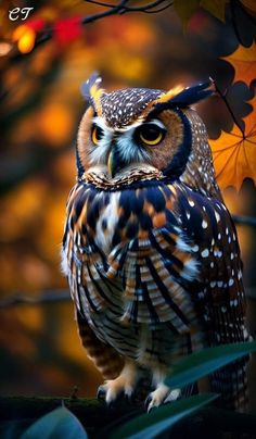 an owl sitting on top of a tree branch with autumn leaves in the foreground