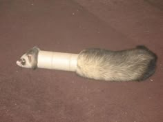 a ferret is wrapped in a bandage on the ground