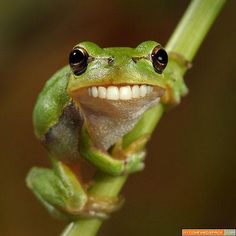 a smiling frog sitting on top of a green plant