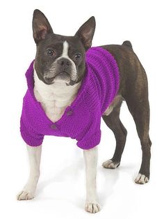 a small dog wearing a purple sweater and looking at the camera while standing in front of a white background