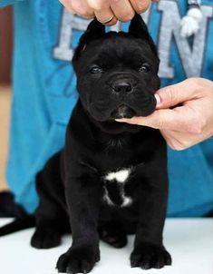 a small black dog sitting on top of a white table next to a persons hand