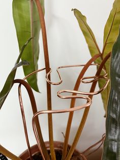 a potted plant with metal spirals in it