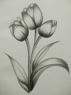 a pencil drawing of three tulips