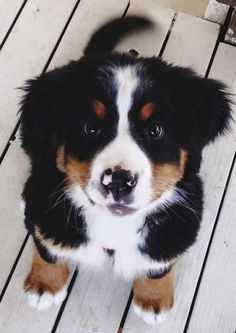 a small dog sitting on top of a wooden floor