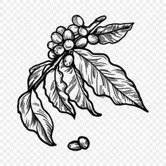 an ink drawing of coffee beans on a branch with leaves and berries in the background